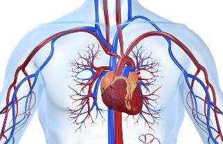 heart.jpg